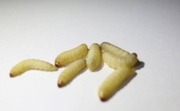 Scientists discover wax worms that feed on plastics, can help in ...