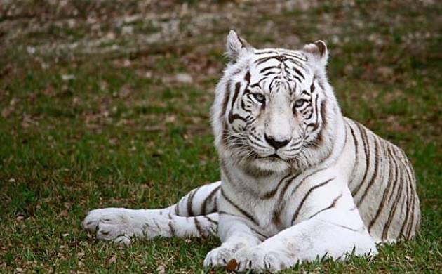 Bengaluru White Tigers Kill Caretaker In Bannerghatta National Park News Nation 