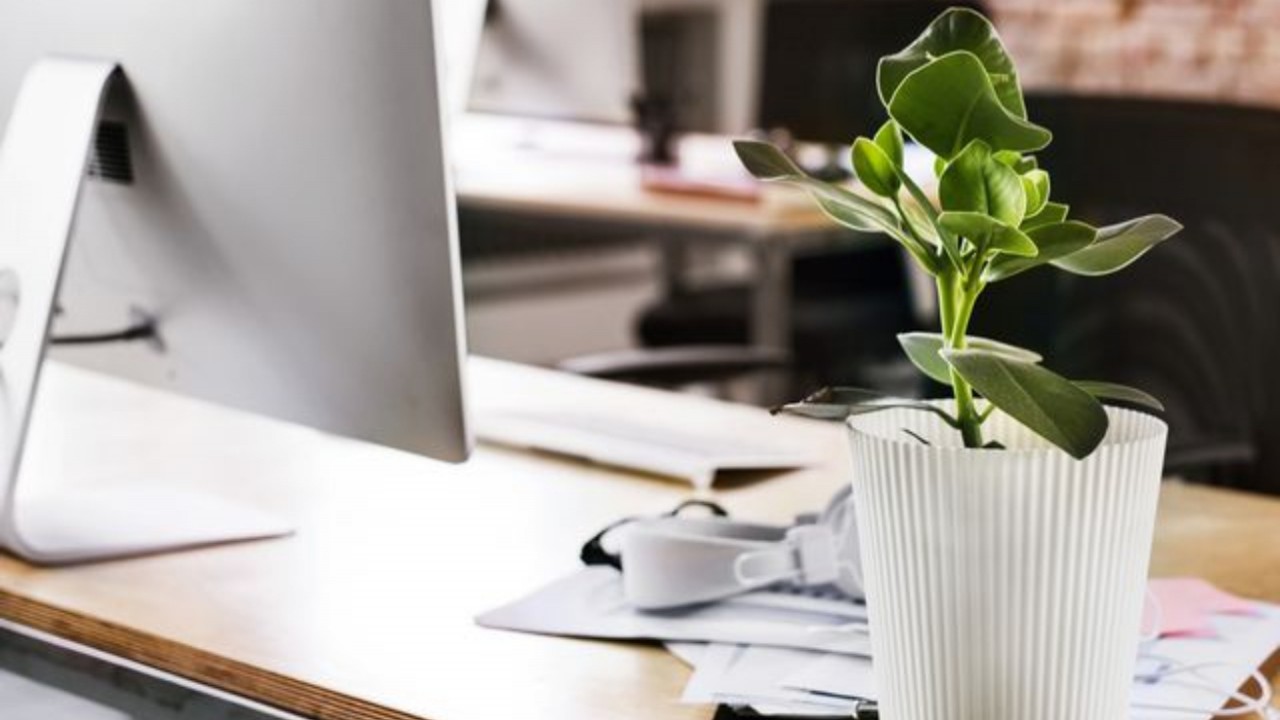 Keeping Plants On Work Desk May Cut Stress In Employees Study