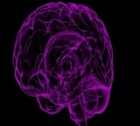 Continuous Vigilance May Form Memories Via Different Brain Process: Study